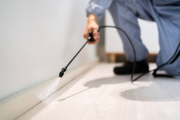 Wasp Removal Services in Emerson, NJ