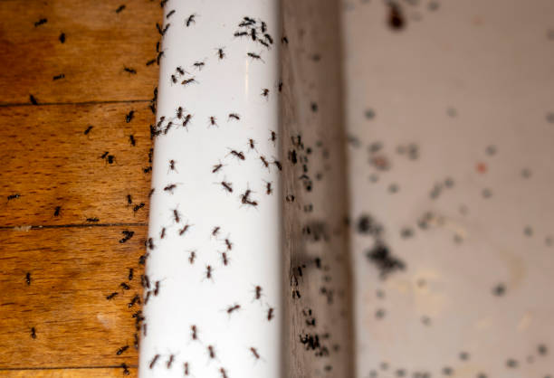 Best Pest Control for Homes  in Emerson, NJ