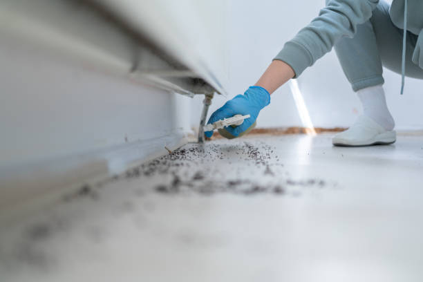 Best Insect Control  in Emerson, NJ